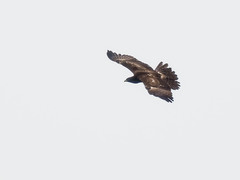 Pernis ptilorhynchus orientalis