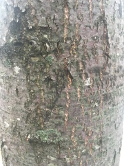 Gleditsia triacanthos