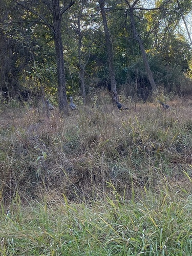 Eastern Wild Turkey photographed in Illinois