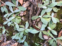 Pseudognaphalium adnatum