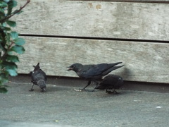 Corvus monedula
