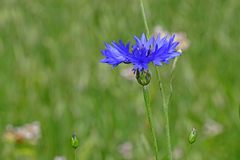 Centaurea cyanus