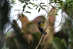 Cnemoscopus rubrirostris