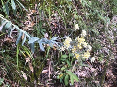 Pseudognaphalium adnatum