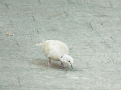 Streptopelia decaocto