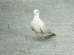 Streptopelia decaocto