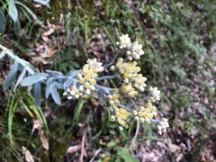 Pseudognaphalium adnatum