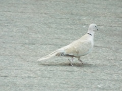 Streptopelia decaocto