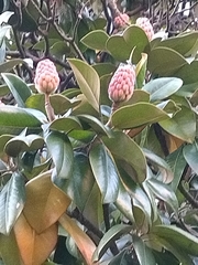 Magnolia grandiflora