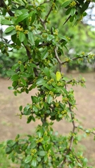 Condalia buxifolia