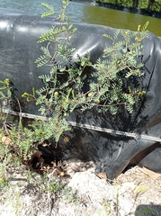 Prosopis strombulifera