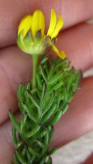 Euryops pinnatipartitus