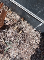 Prosopis strombulifera