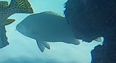 Lutjanus argentimaculatus