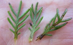 Euryops pinnatipartitus