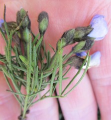 Psoralea arborea
