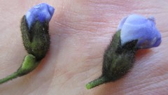 Psoralea arborea