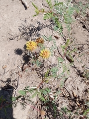 Prosopis strombulifera