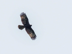 Pernis ptilorhynchus orientalis