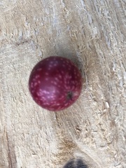 Amphibolips quercusjuglans