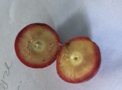 Amphibolips quercusjuglans