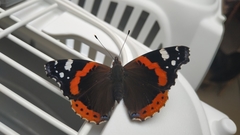 Vanessa atalanta