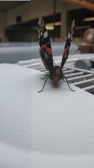 Vanessa atalanta