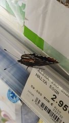 Vanessa atalanta