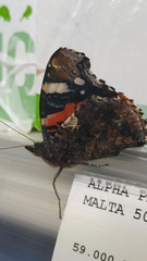 Vanessa atalanta