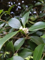 Osmanthus