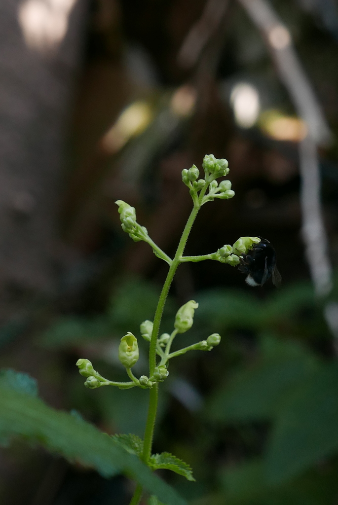 Scrophularia smithii