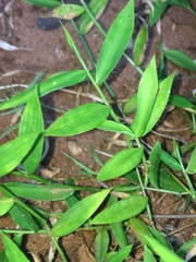 Pseudechinolaena polystachya
