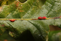 Pseudoneuroterus saliens