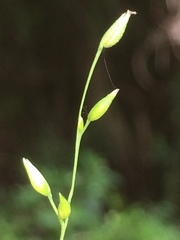Pseudechinolaena polystachya