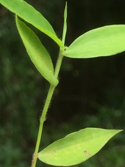 Pseudechinolaena polystachya
