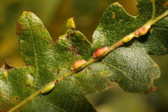 Pseudoneuroterus saliens