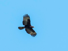 Pernis ptilorhynchus orientalis