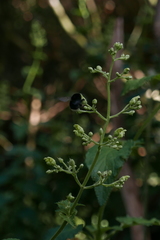 Scrophularia smithii image