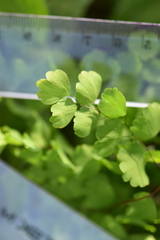 Adiantum raddianum