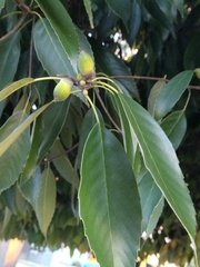 Quercus