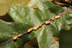 Pseudoneuroterus saliens