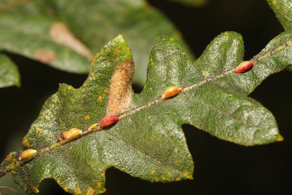 Neuroterus saliens