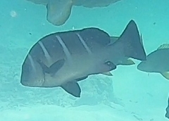Plectorhinchus playfairi