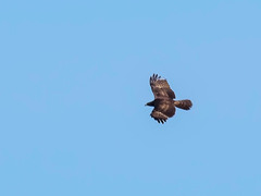 Pernis ptilorhynchus orientalis