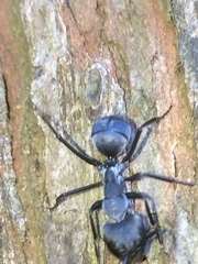 Camponotus eugeniae