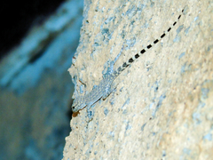 Pristurus celerrimus