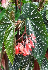 Begonia coccinea