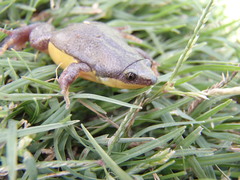 Elachistocleis bicolor