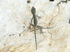 Pristurus celerrimus