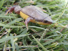 Elachistocleis bicolor
